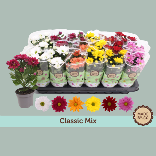PL Chrysanthemum Classic mix - (12 Plants)