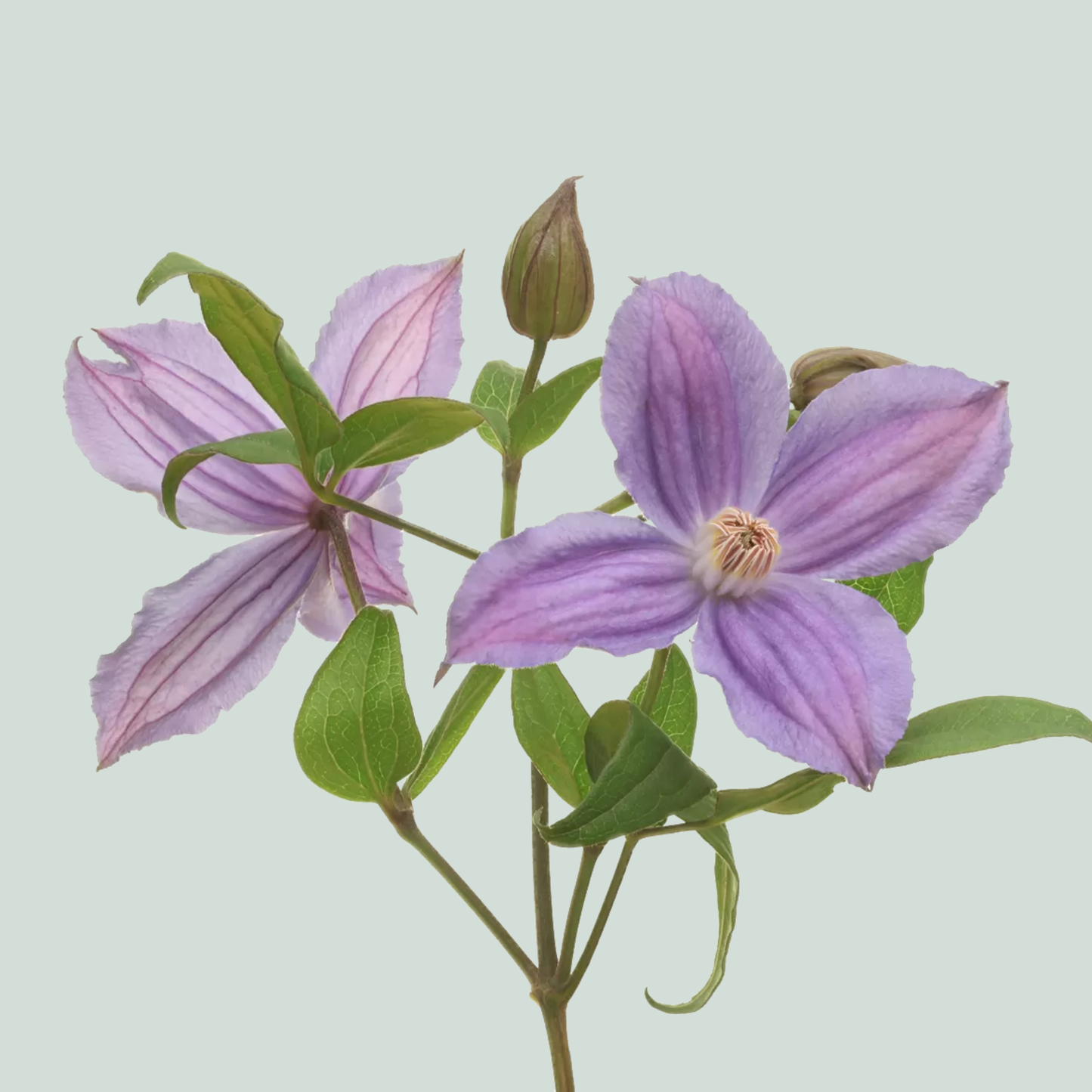 Clematis Amazing Geneva (10 Stems)