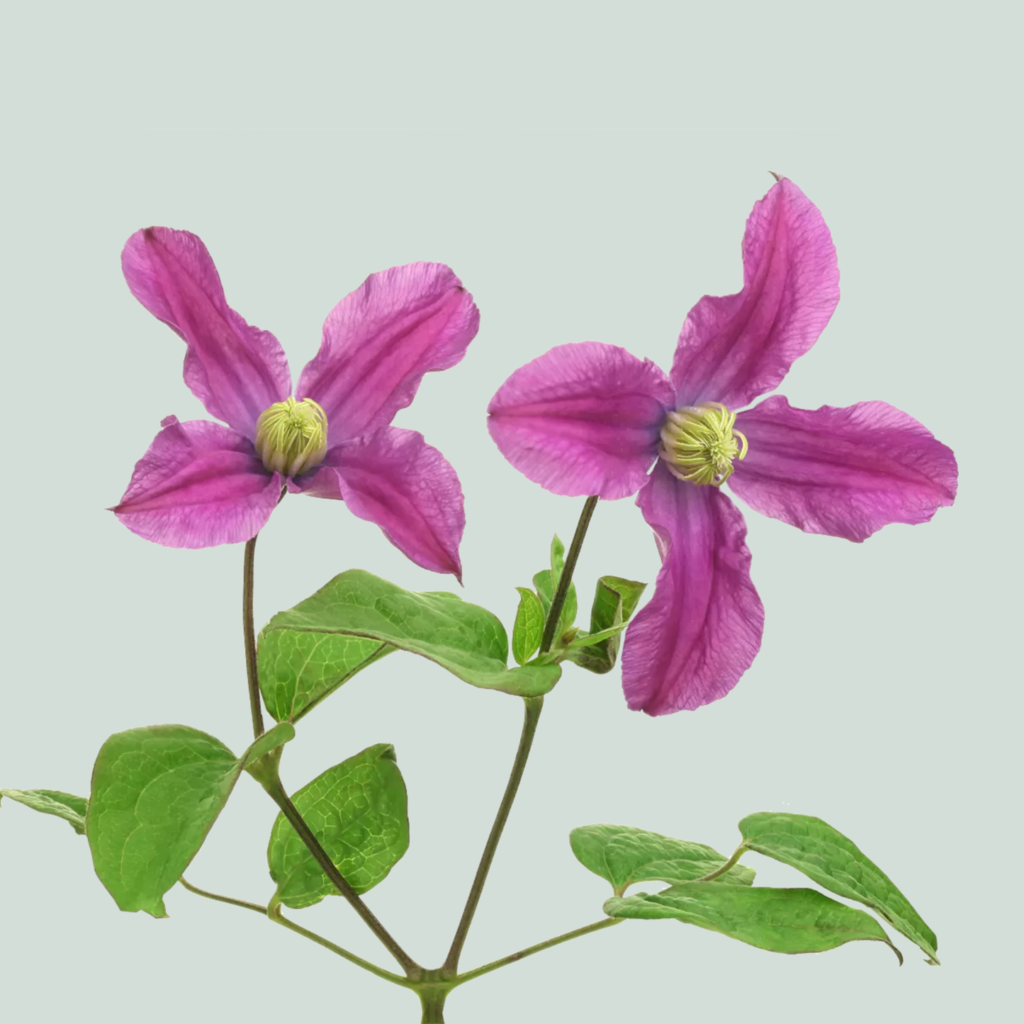 Clematis Amazing Kyiv (10 Stems)