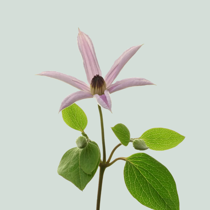 Blue Clematis ‘Amazing Miami’ – 60cm Cut Stems