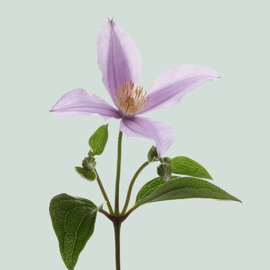 Clematis Star River (10 Stems)
