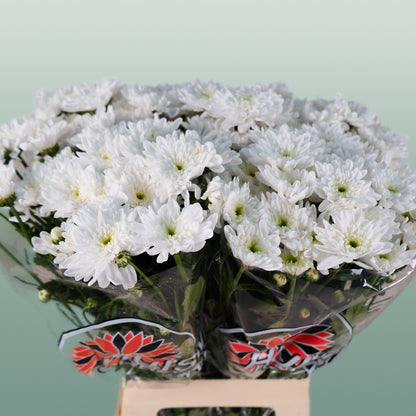 Chrysanthemum Spray Bonita