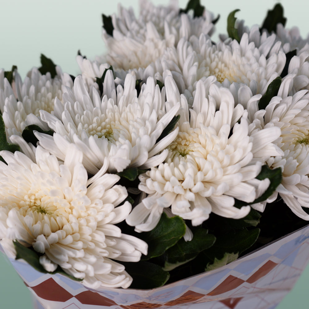 Chrysanthemum Top Spin (10 Stems)