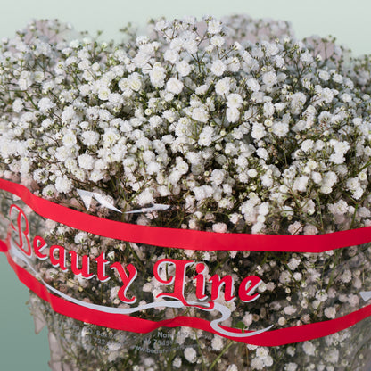 Gypsophila Xlence (25 Stems)