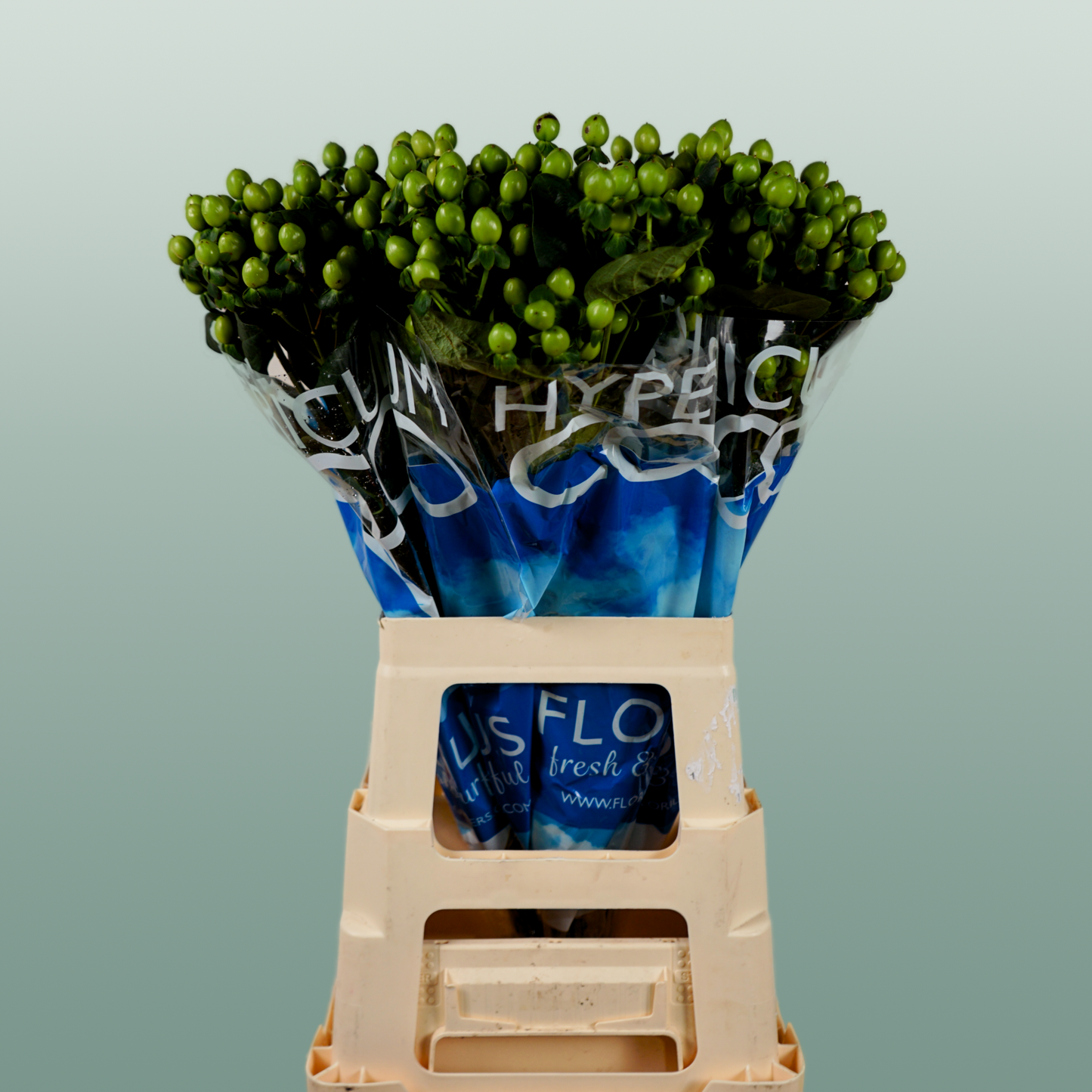 Hypericum Coco Bamboo (30 Stems)