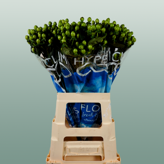 Hypericum Coco Bamboo (30 Stems)