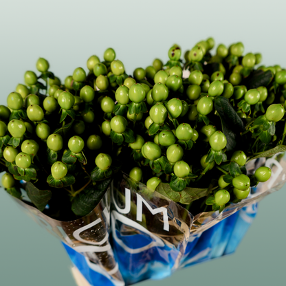 Hypericum Coco Bamboo (30 Stems)
