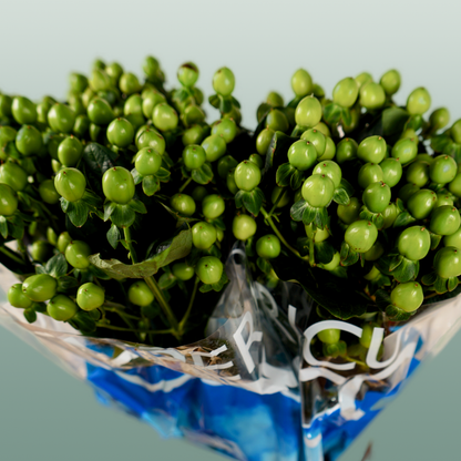 Hypericum Coco Bamboo (30 Stems)