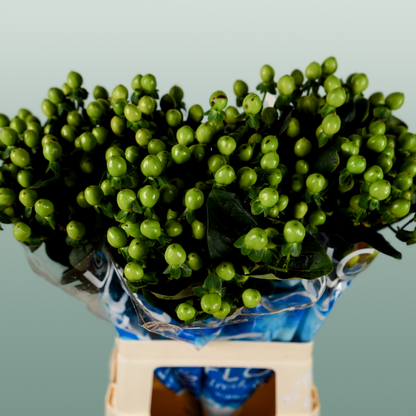 Hypericum Coco Bamboo (30 Stems)