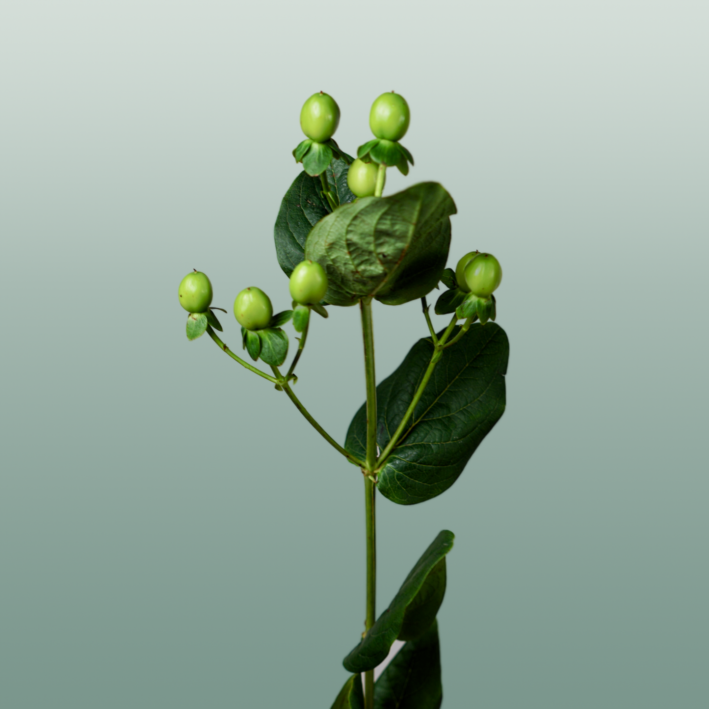 Hypericum Coco Bamboo (30 Stems)