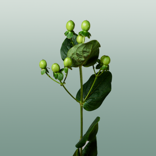 Hypericum Coco Bamboo (30 Stems)