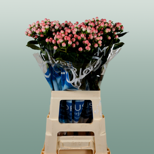 Hypericum Coco Casino (30 Stems)