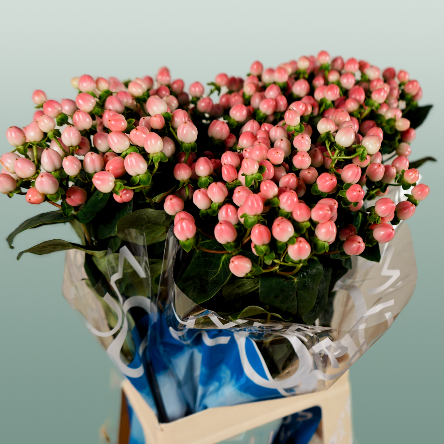 Hypericum Coco Casino (30 Stems)