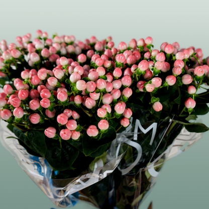 Hypericum Coco Casino (30 Stems)