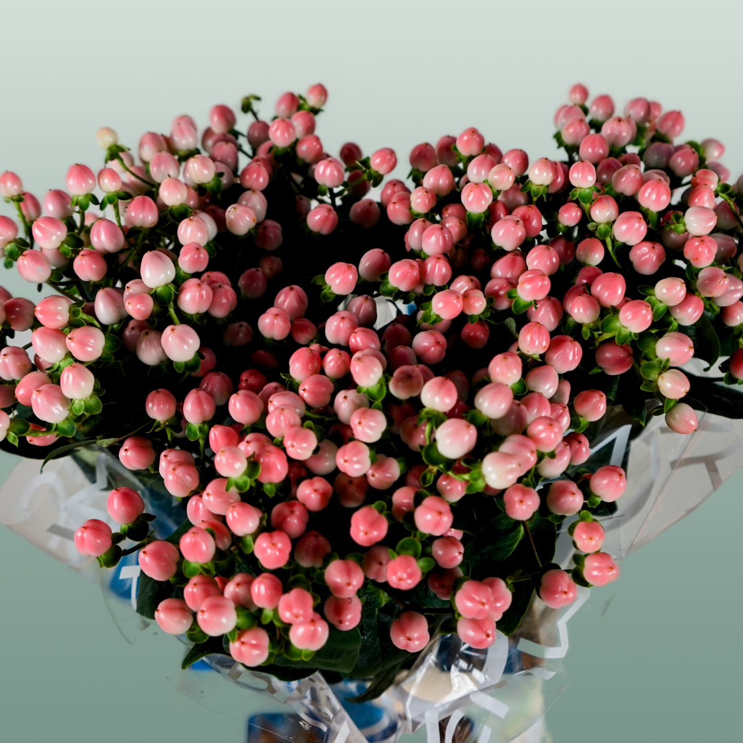 Hypericum Coco Casino (30 Stems)