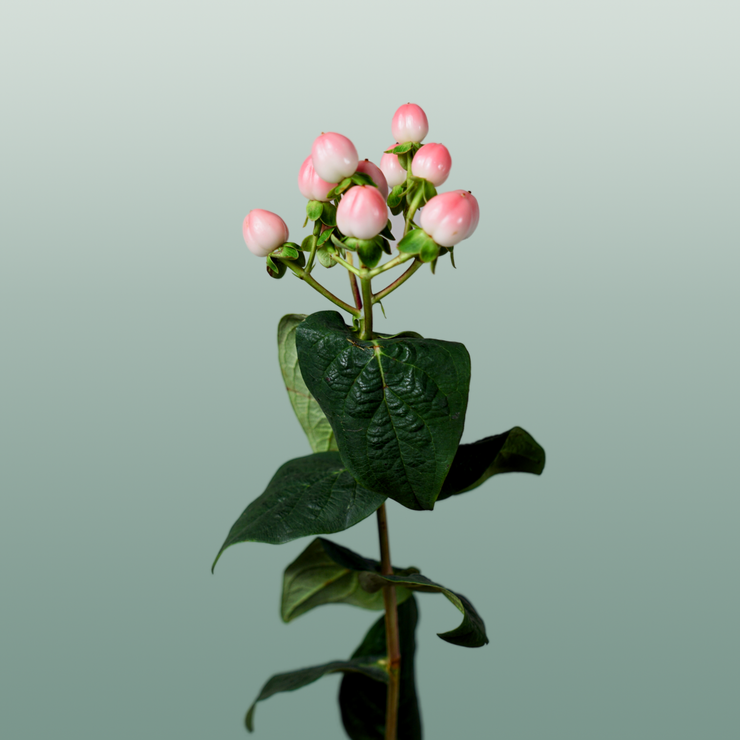Hypericum Coco Casino (30 Stems)