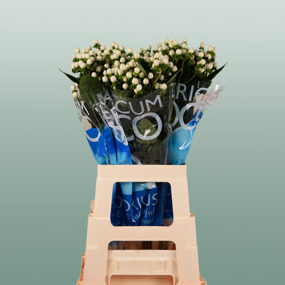 Hypericum Coco Uno (30 Stems)