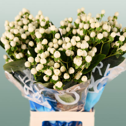 Hypericum Coco Uno (30 Stems)