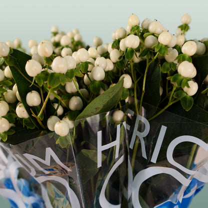 Hypericum Coco Uno (30 Stems)