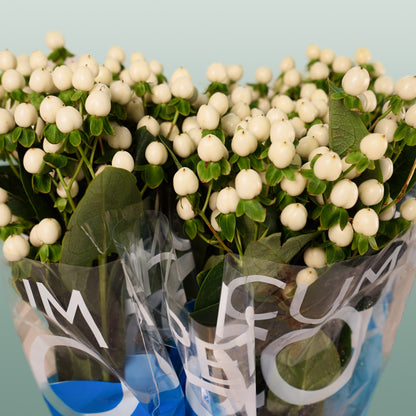 Hypericum Coco Uno (30 Stems)