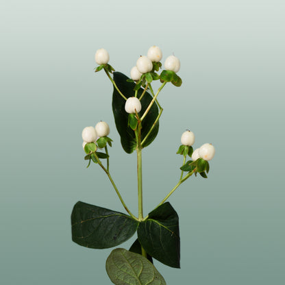 Hypericum Coco Uno (30 Stems)