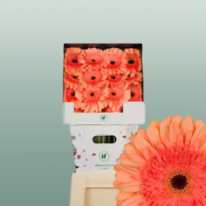 Gerbera Large Colin