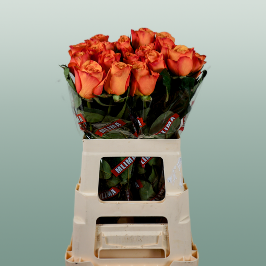 Rose Confidential (20 Stems)