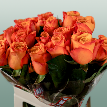 Rose Confidential (20 Stems)