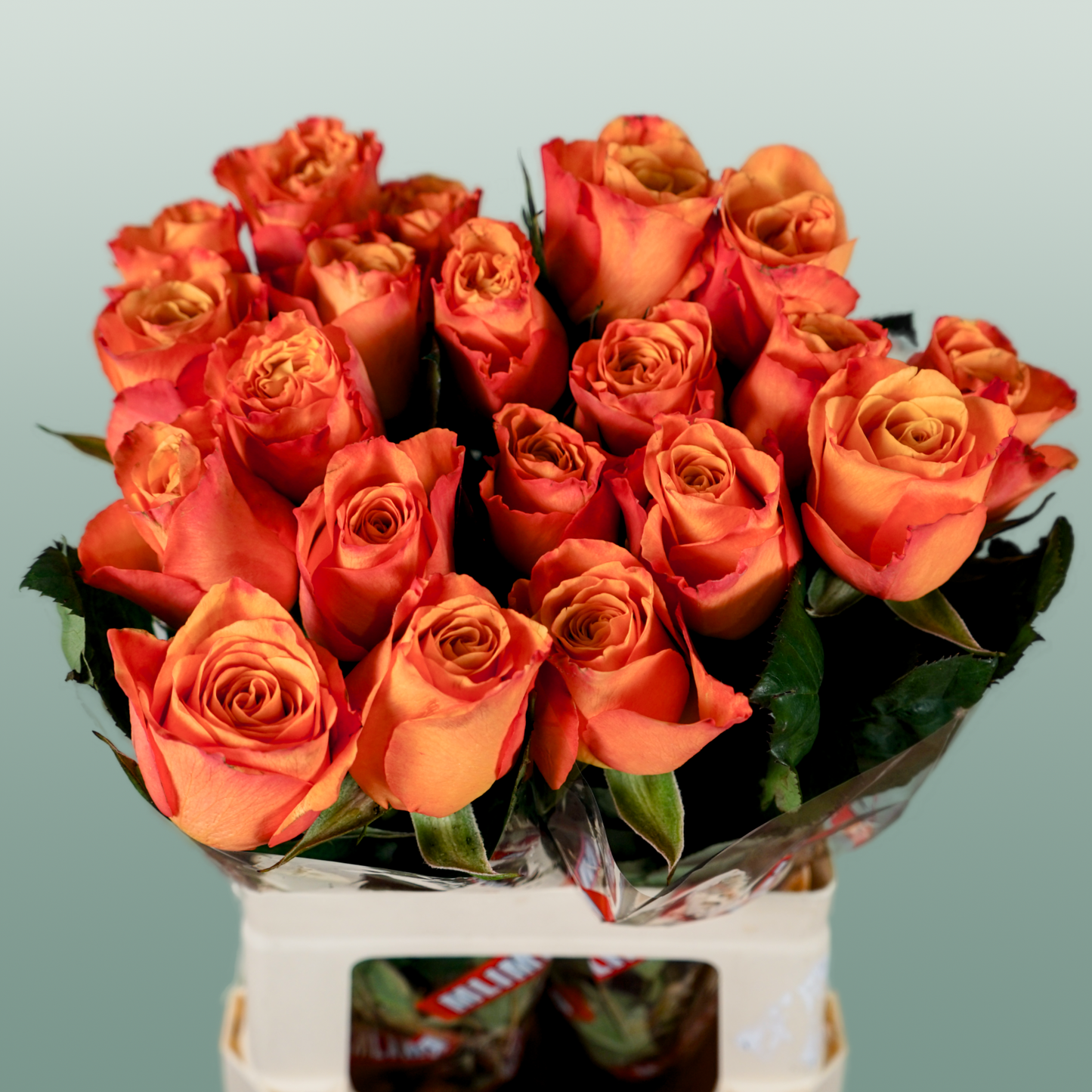 Rose Confidential (20 Stems)