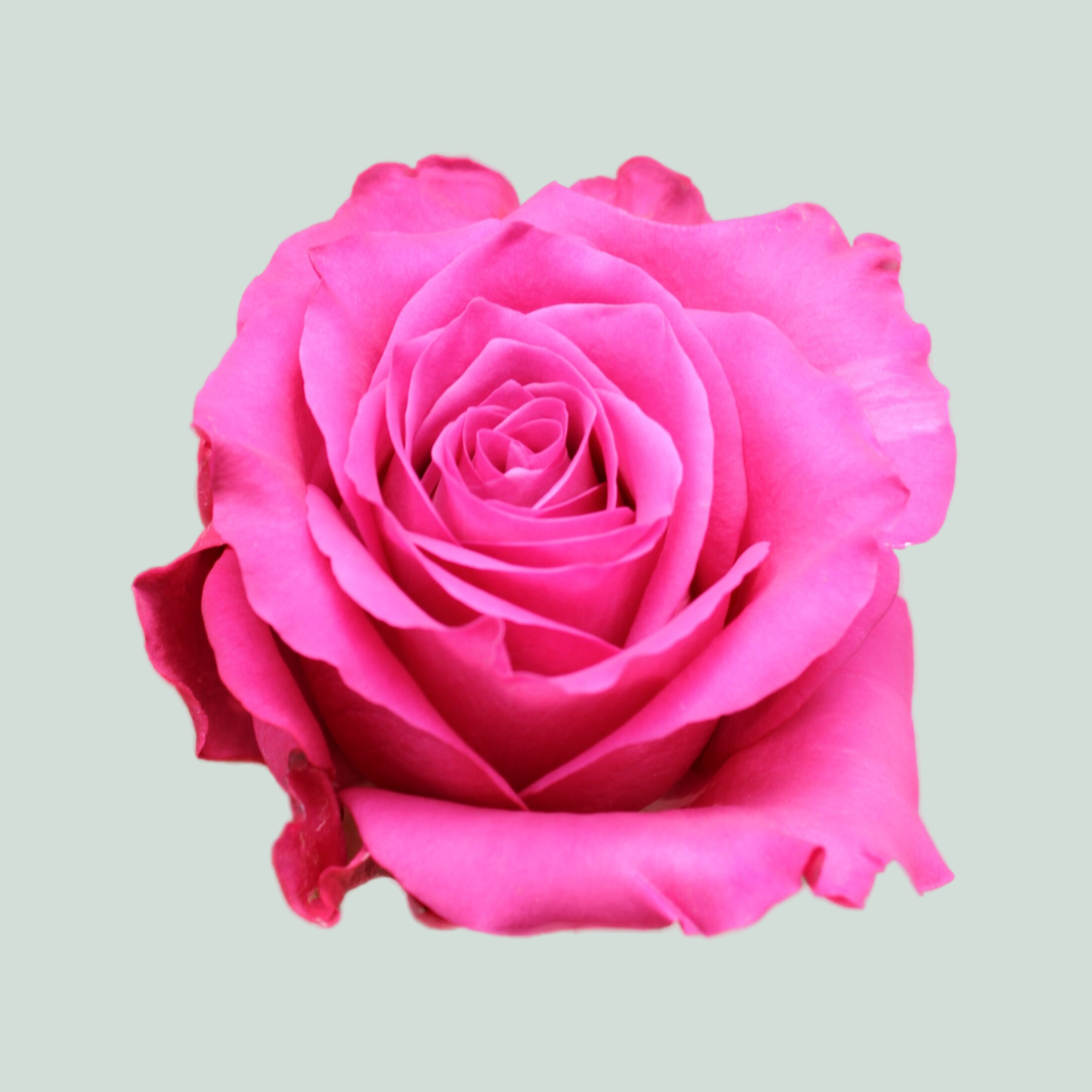 Cool Roes Rose Cool Blue (20 Stems) – All Occasions Wholesale