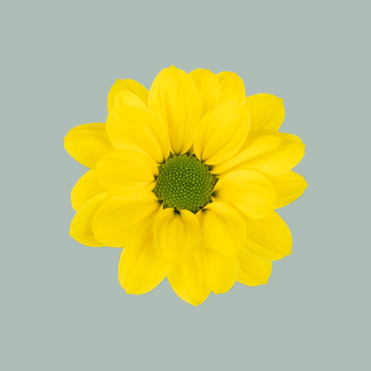 Chrysanthemum Copa (20 Stems)