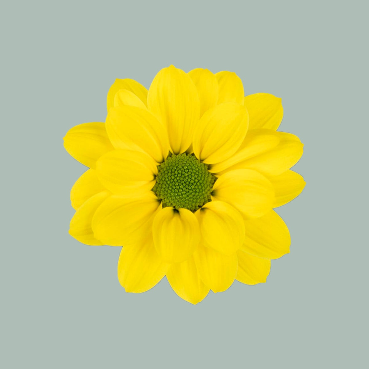 Chrysanthemum Spray Copa
