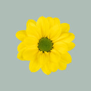 Chrysanthemum Spray Copa
