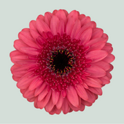 Germini Corallo (20 Stems)