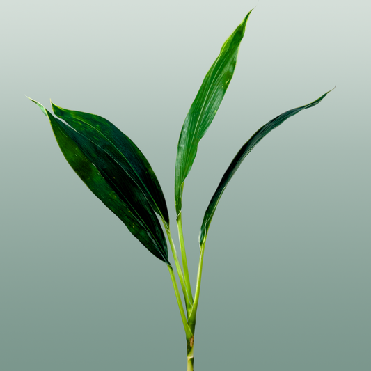 Cordyline Snow White Top
