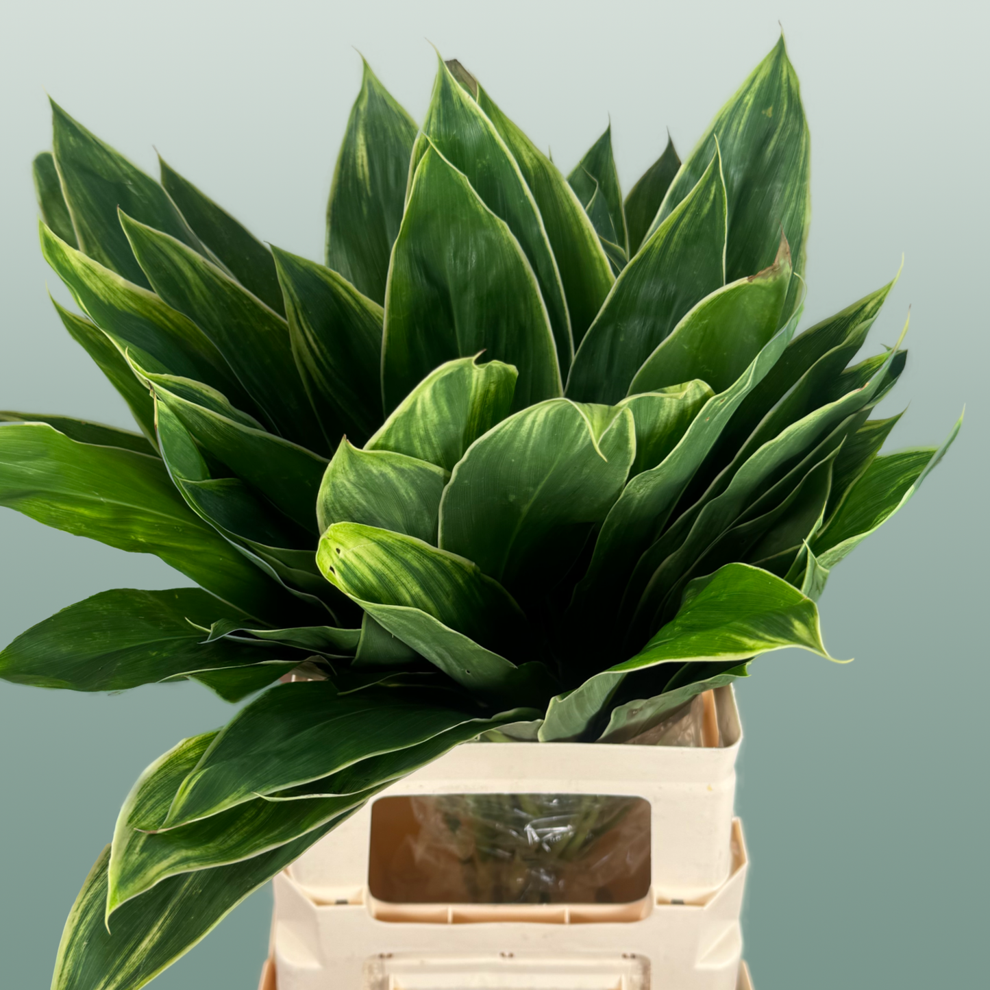 Cordyline Snow White Top