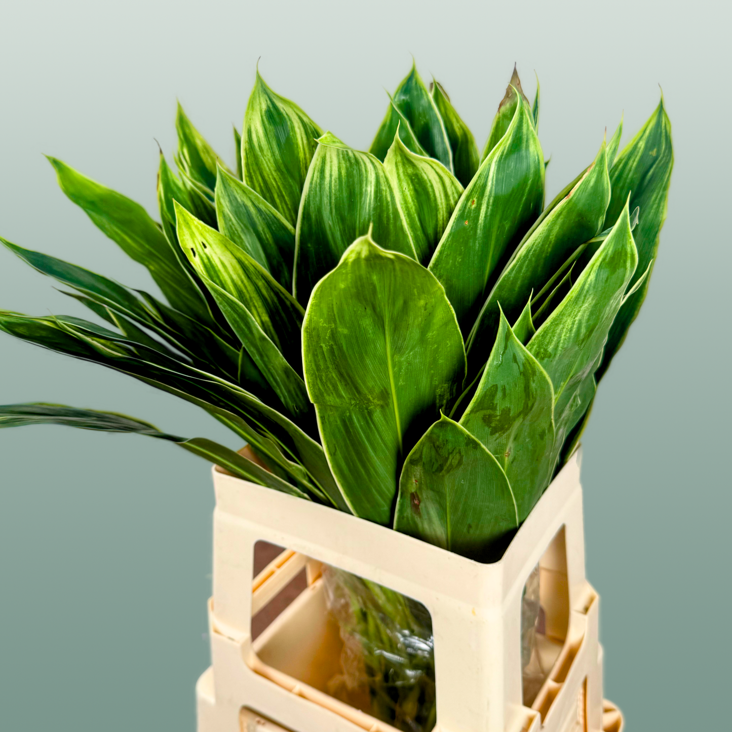 Cordyline Snow White Top