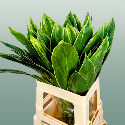 Cordyline Snow White Top