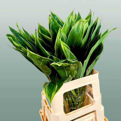 Cordyline Snow White Top