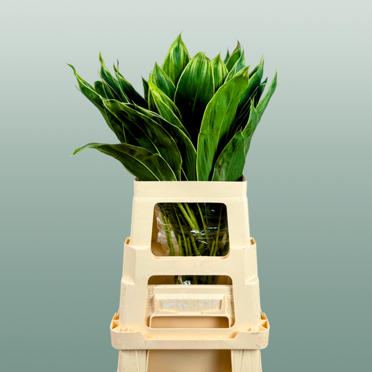 Cordyline Snow White Top
