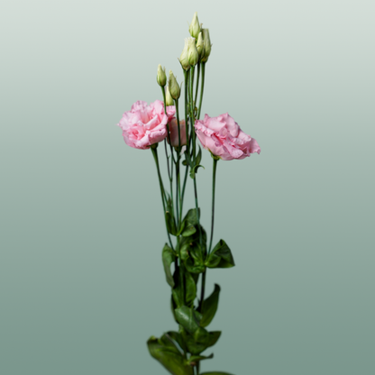 Eustoma Cotton Candy