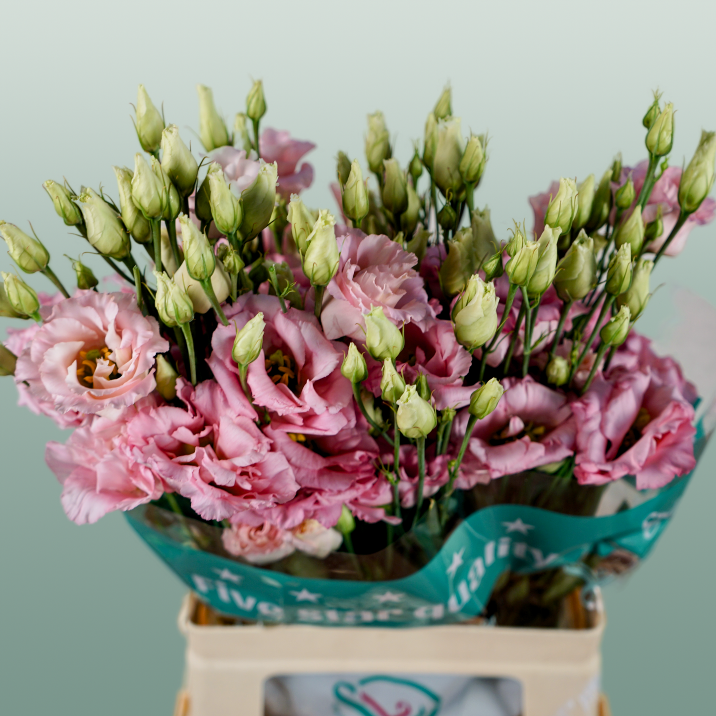 Eustoma Cotton Candy