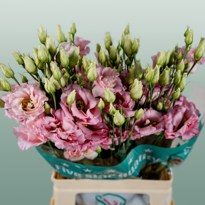 Eustoma Cotton Candy