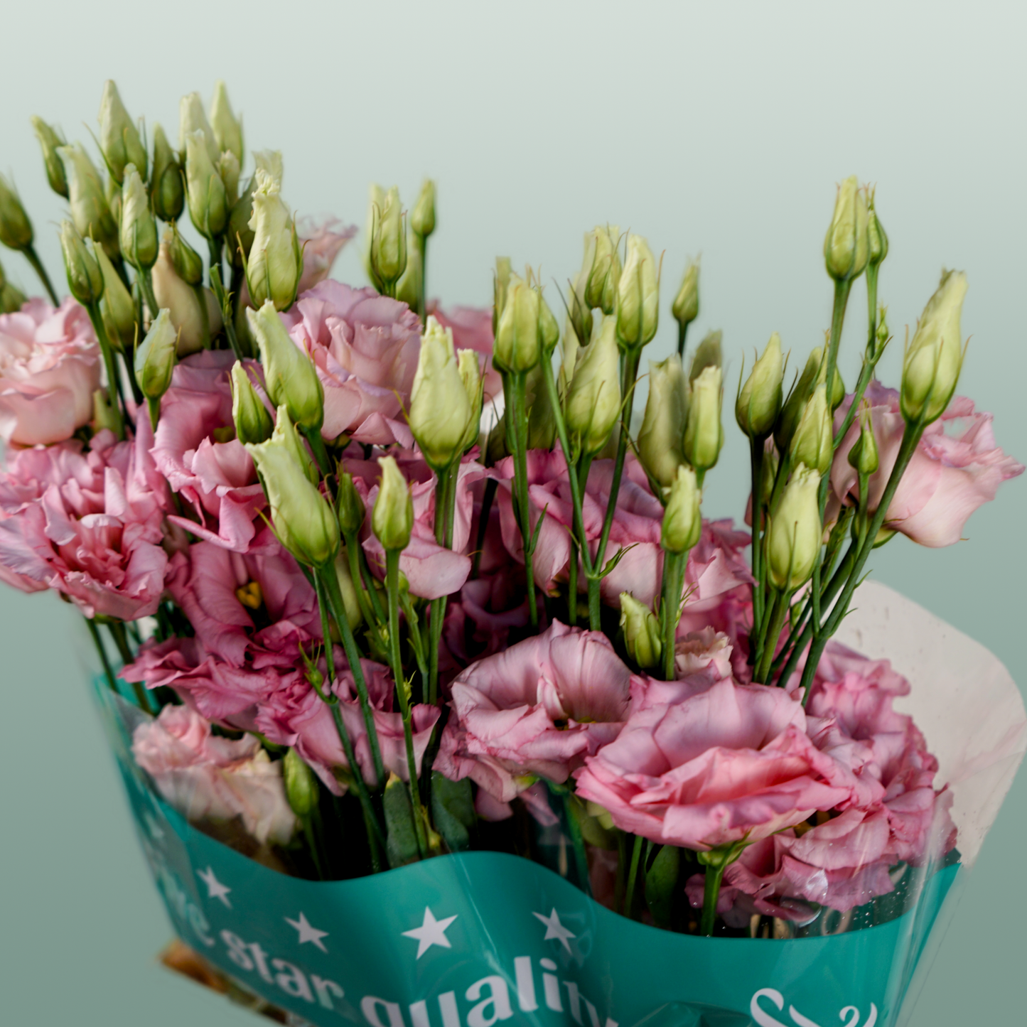 Eustoma Cotton Candy