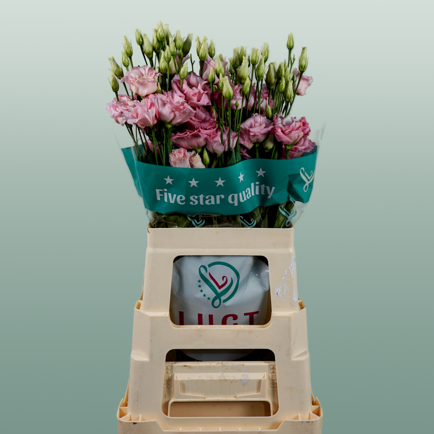 Eustoma Cotton Candy