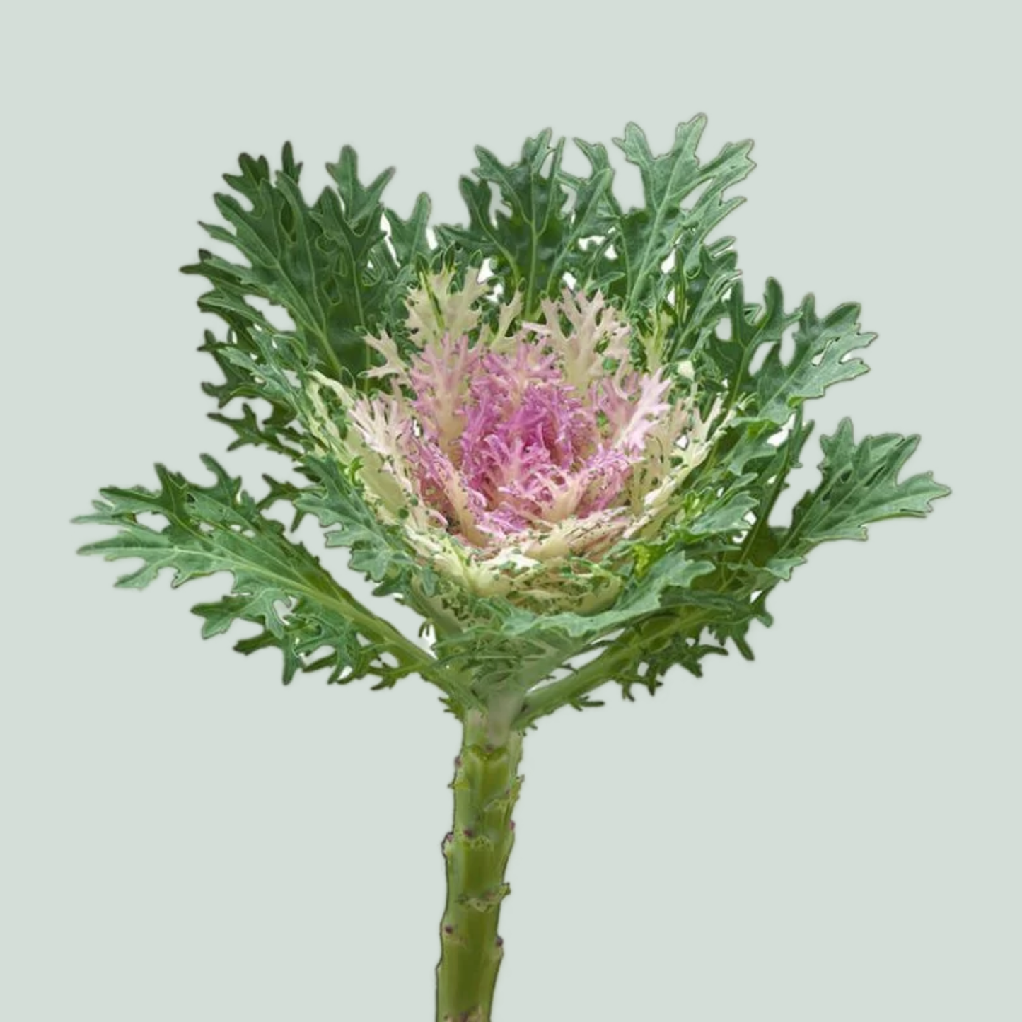 Brassica Crane King (10 Stems)