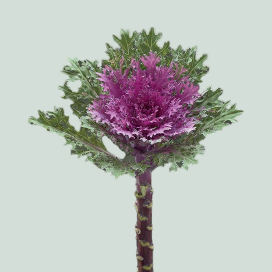 Brassica Crane Queen (10 Stems)