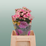 Spray Rose Creamy Twister