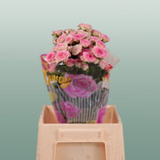 Spray Rose Creamy Twister pink roses