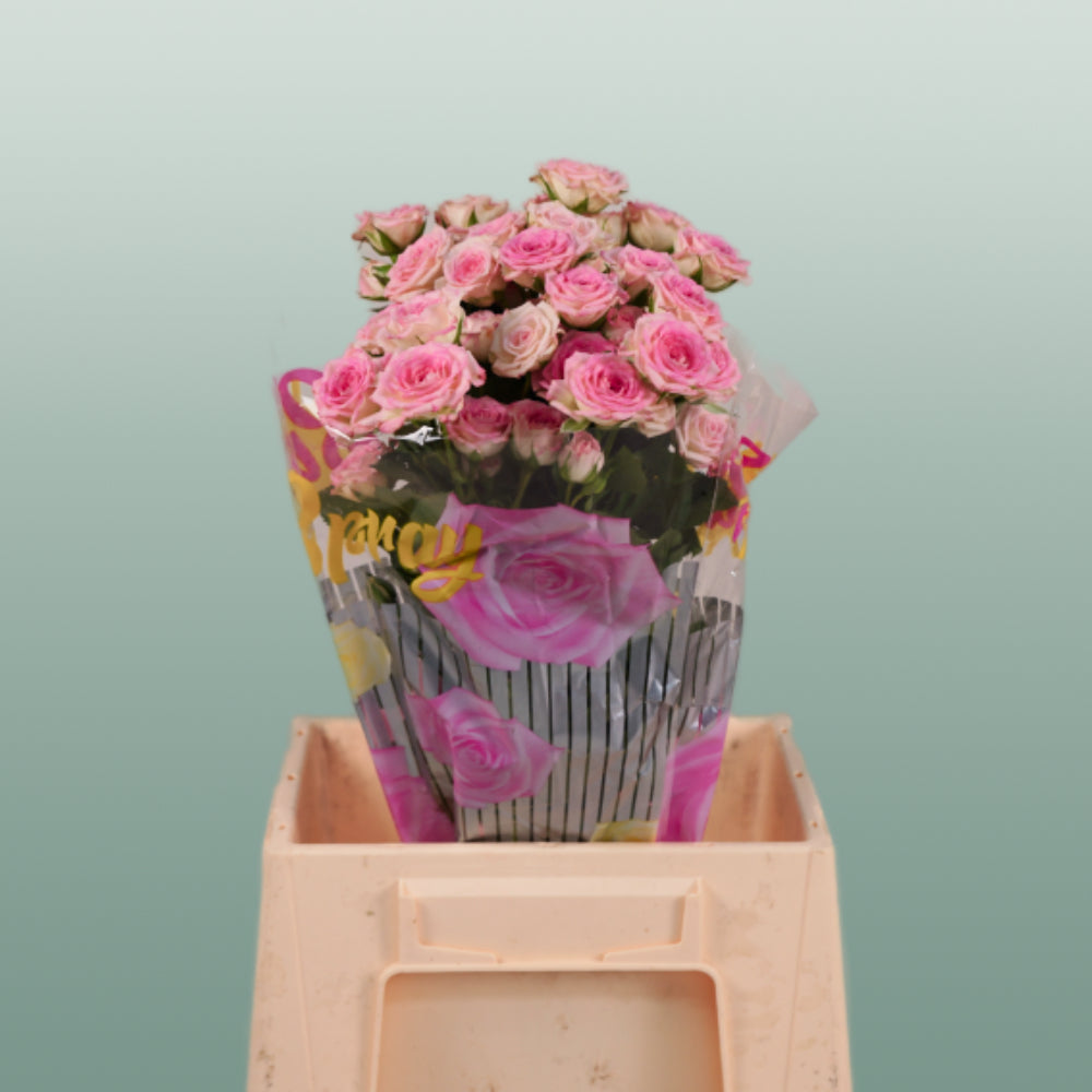 Spray Rose Creamy Twister pink roses